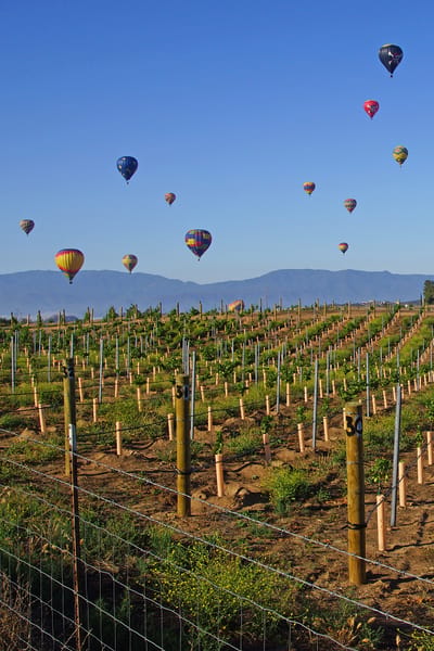 Colorful hot air balloons over vineyard fields