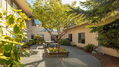 Serene outdoor courtyard with a tree and seating