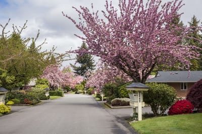 A picturesque tree-lined street in springtime