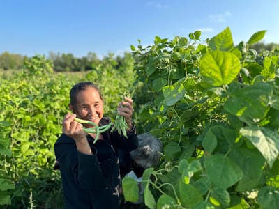 A woman picking green beans in a garden