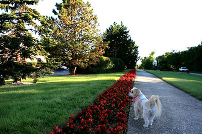 Dog walking along a flower-lined path in a garden area