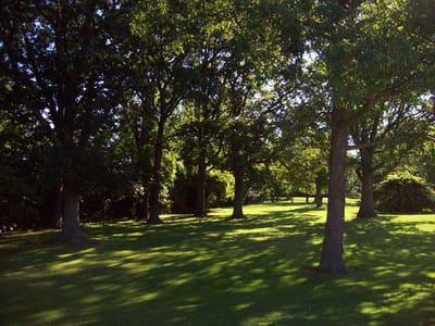 Shaded grassy area with trees