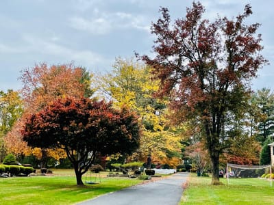 Scenic outdoor pathway with colorful autumn trees