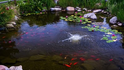 Pond with koi fish surrounded by lily pads and greenery