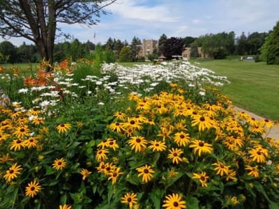 Colorful flowers with the facility building in the background