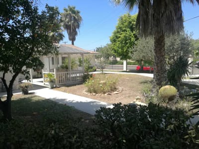 Outdoor garden area with palm trees and seating