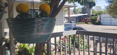 Hanging flowers viewed from a patio with a garden