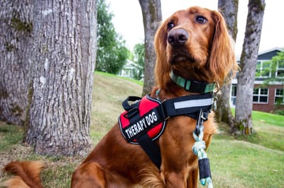 Therapy dog in an outdoor area with trees