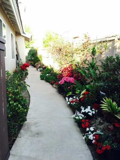 Pathway lined with vibrant flowers in a garden