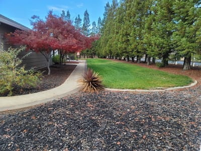 Well-kept garden pathway with trees and landscaping