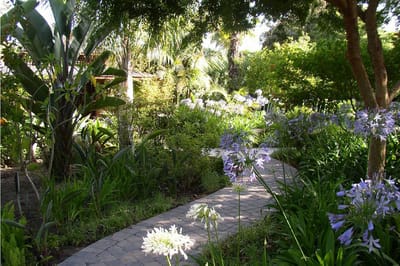 Pathway through a lush garden area with flowers