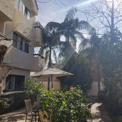 Outdoor courtyard with palm trees and seating area