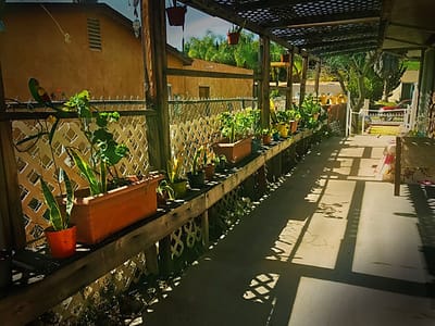 Garden area with potted plants along a pathway