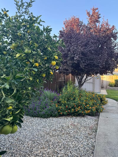 Garden area with citrus trees and colorful flowers