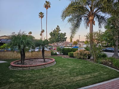 Well-maintained garden with palm trees and landscaping