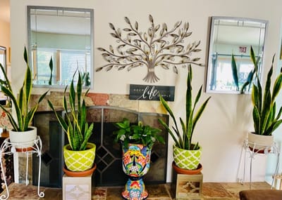 Decorative interior space with plants and wall art