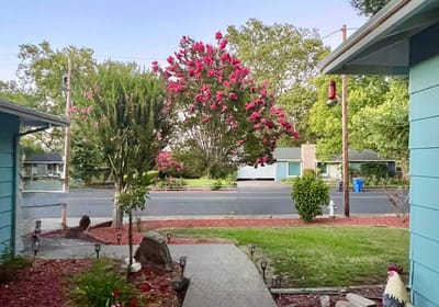 View of a garden with colorful flowers and trees