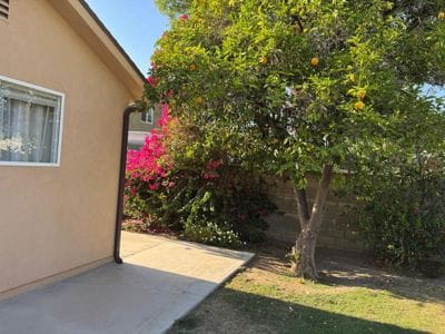 View of outdoor space with flowering plants and tree
