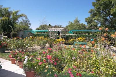 Colorful garden with flowers and greenery