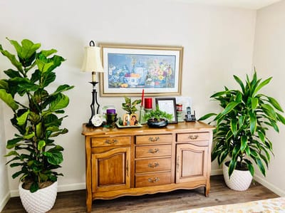 Decorative interior space with plants and artwork