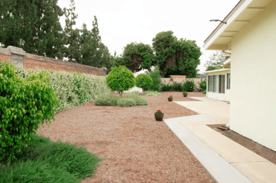 Green garden space with trees and plants
