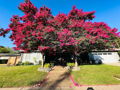 Vibrant flowering trees in front of a building entrance