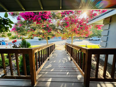 Pathway framed by flowering trees on a sunny day