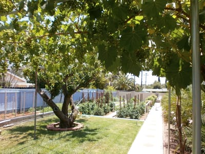 Well-maintained garden area with greenery and pathways