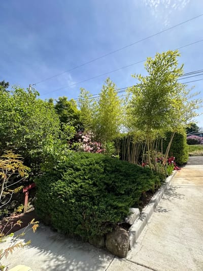 Lush garden area with hedges and trees