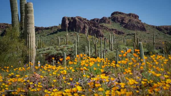 Independent Living in Pinal County, AZ