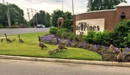 Kirby Pines LifeCare Community