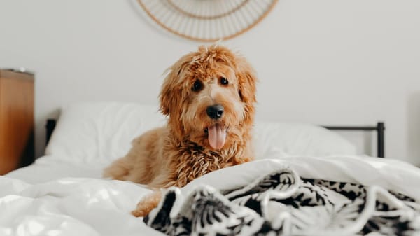 A dog resting on a bed with blankets