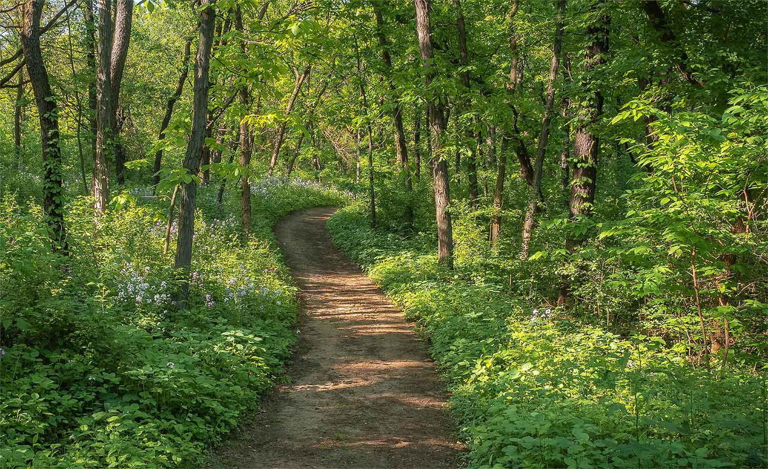 A scenic path through a green forest