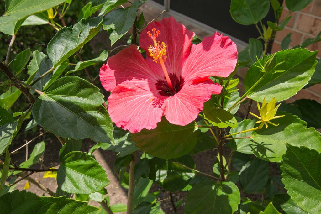 Vibrant pink hibiscus flower among lush green leaves.