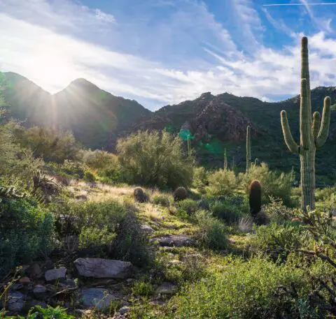 Desert landscape with mountains and cacti