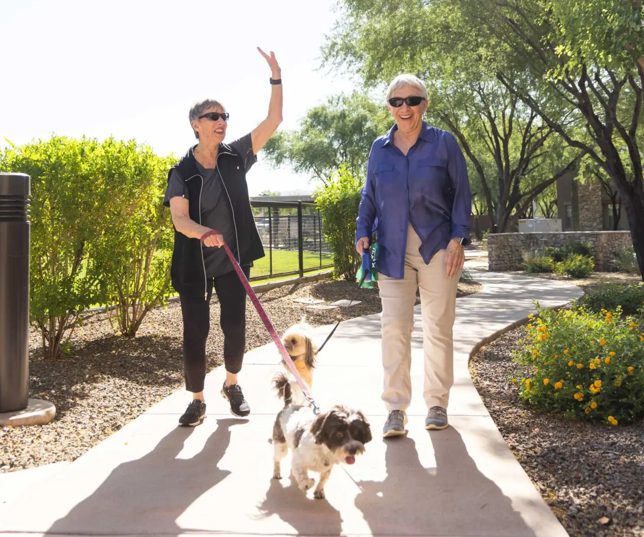 Residents walking dogs in a sunny courtyard