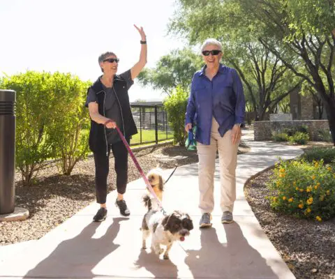 Residents walking dogs in a sunny outdoor area
