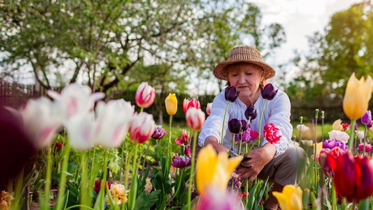 Senior woman gardening among colorful tulips.