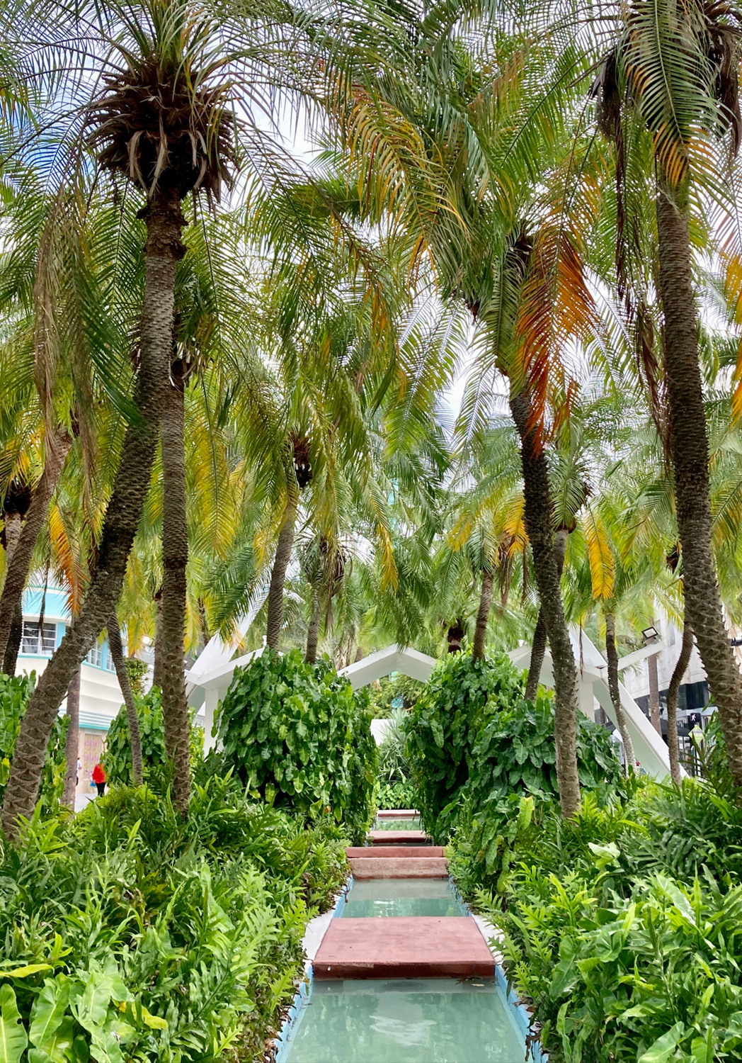 Lush outdoor pathway surrounded by palm trees