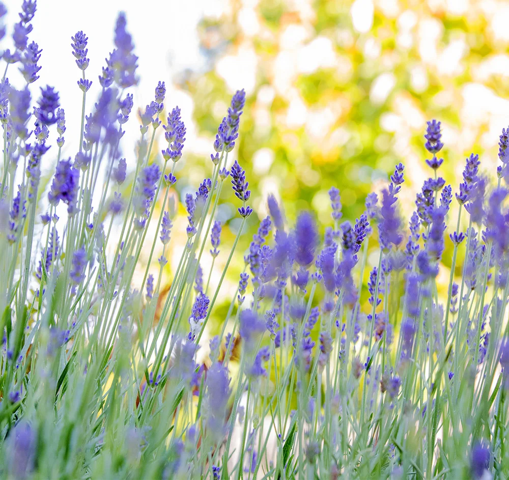 Lavender flowers in a garden setting