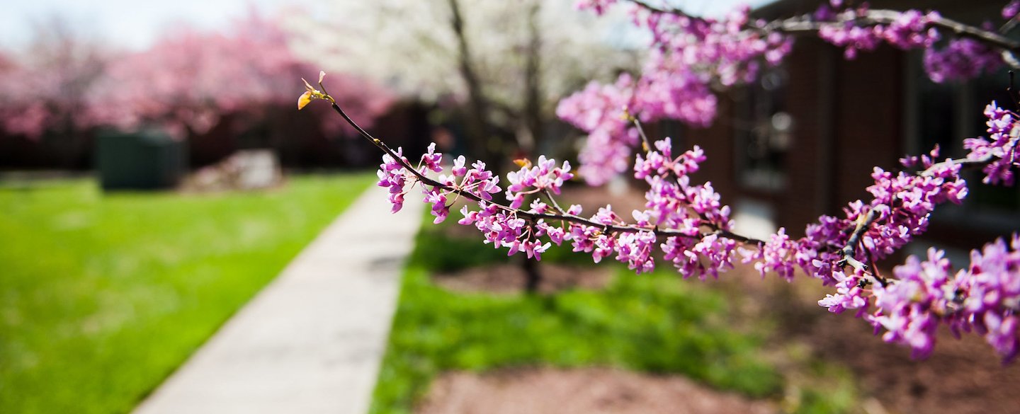 Blooming flowers in a well-maintained outdoor space
