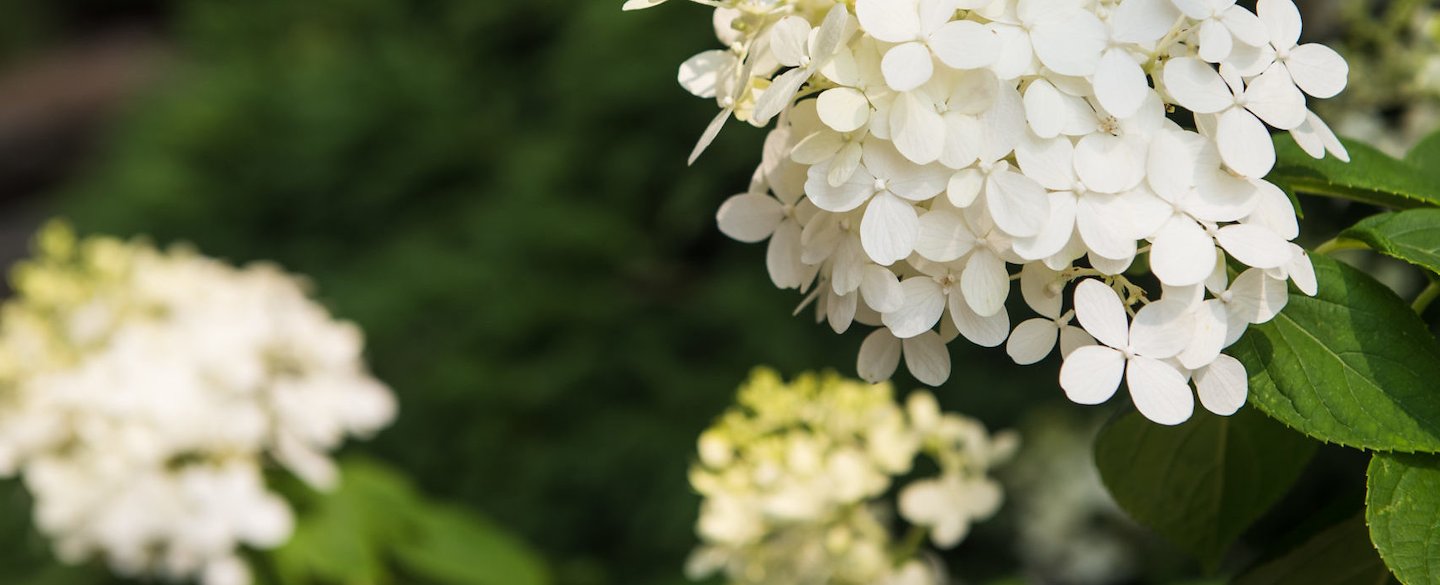 Close-up of white hydrangea flowers