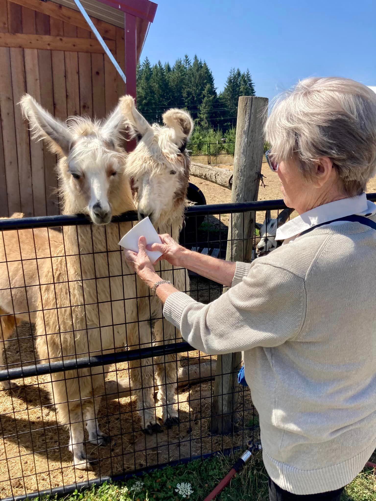A resident feeding llamas at an outdoor farm area
