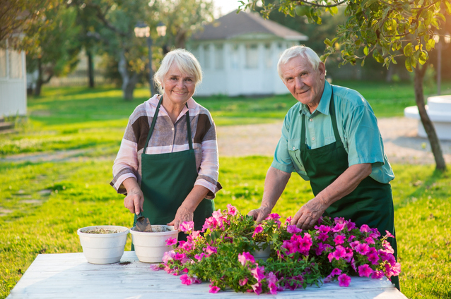 Two seniors gardening with flowers.