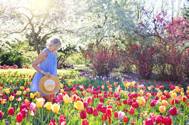 Woman exploring a vibrant tulip garden.