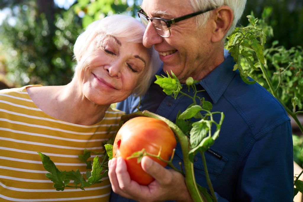 Couple enjoying gardening with a ripe tomato