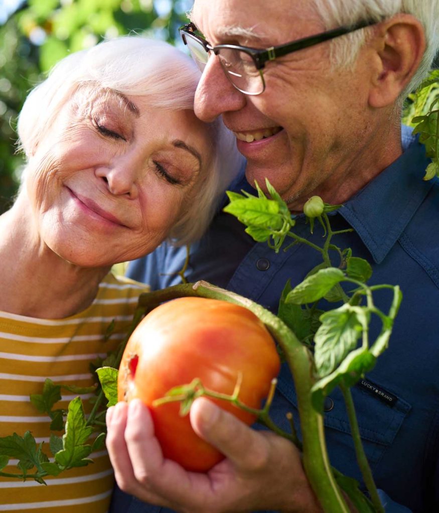 Couple enjoying gardening outdoors with tomatoes
