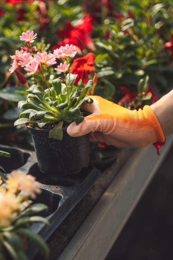 A gloved hand holding a potted flower