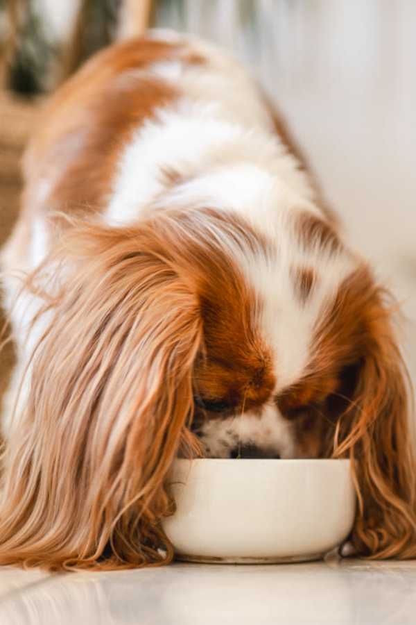 A dog drinking from a bowl