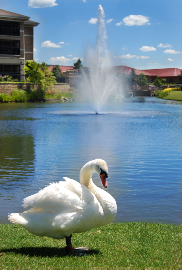 A graceful swan by a lake with a fountain